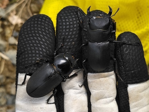 青森市のヒメオオクワガタ: 日昆会長 諸記